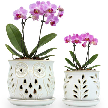 White Ceramic Orchid Pots with Holes