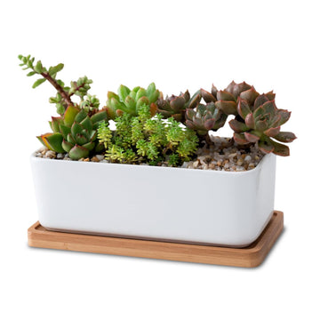 Ceramic Oblong Flower Pot Set with Tray for Succulents and Bonsai