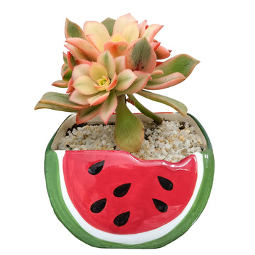 Cute Watermelon Shaped Ceramic Planter with Drainage Hole for Succulents